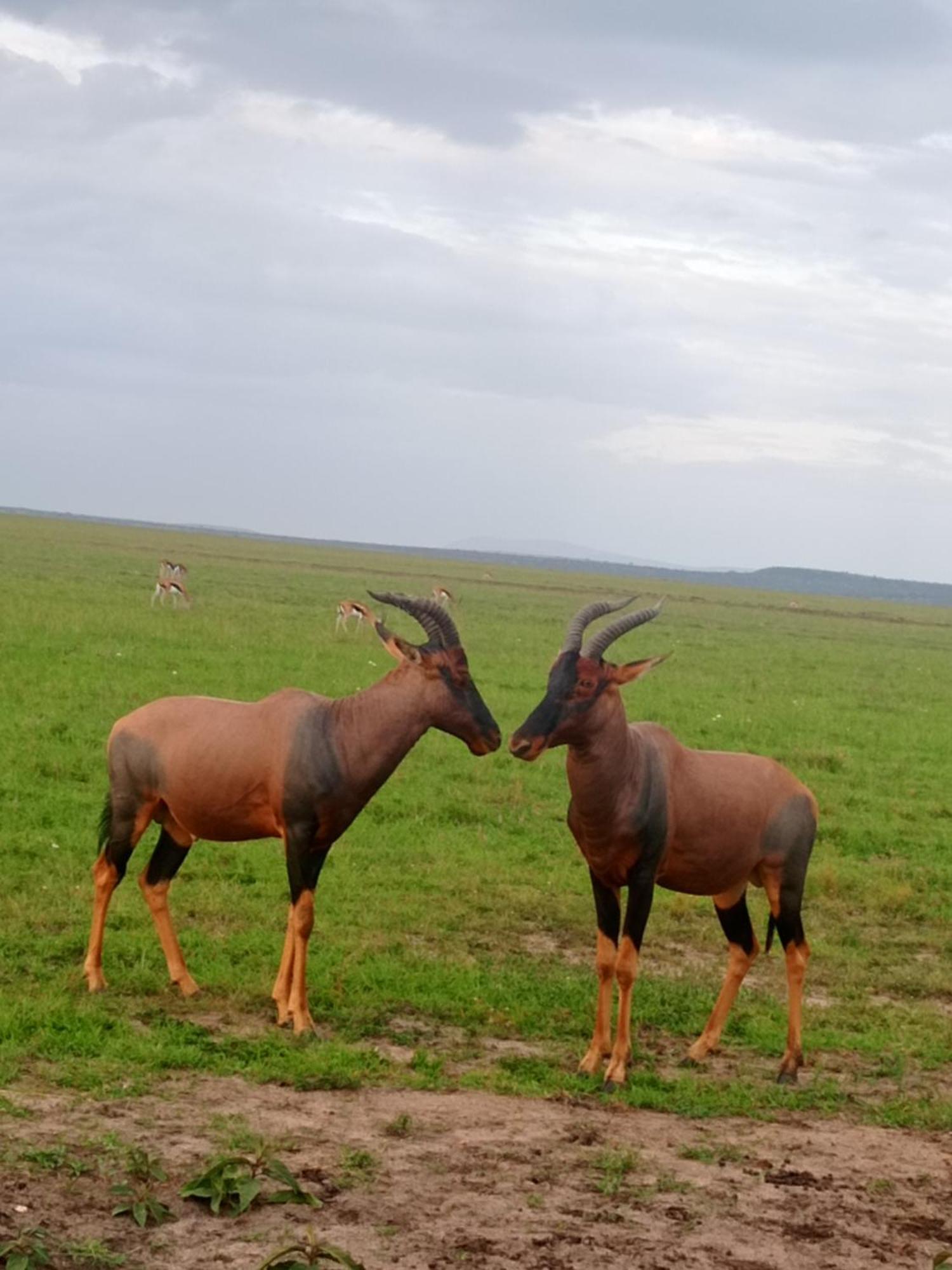 Apartamento Orkaria Safari Mara Camp Sekenani Exterior foto